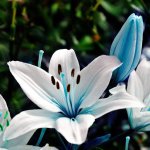 Blue lily.jpg