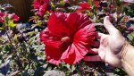 hibiscus 2 small.jpg