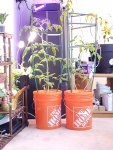 Buffalogrowingplanter.com tomatoes planter.jpg
