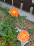 Rose (Peach).jpg