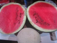 watermelon 2.JPG