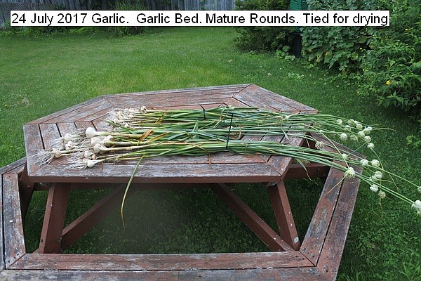 garlic%20020_std.jpg