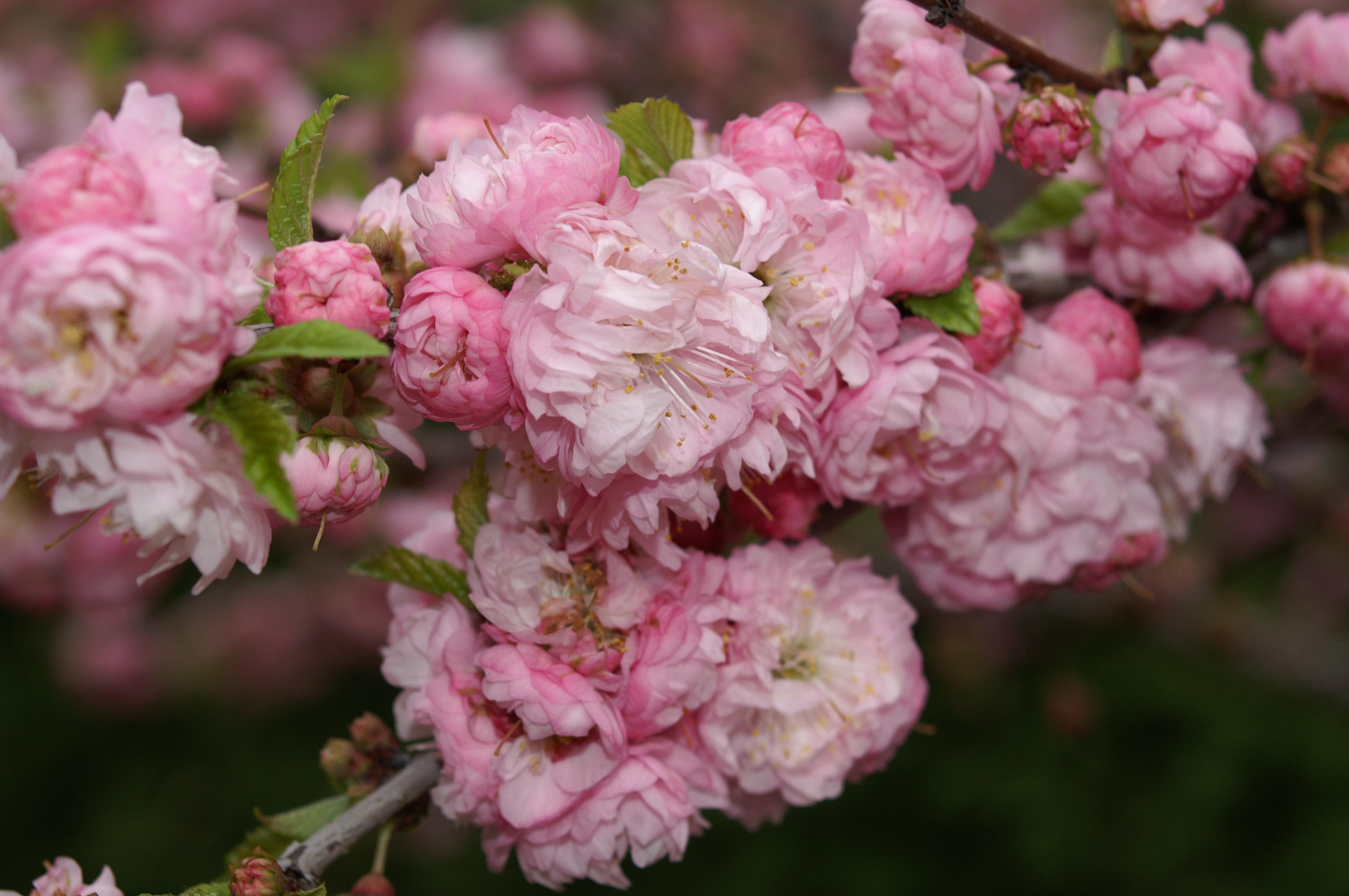 Pink_flowering_almond_i_think_by_motleyscrued.jpg