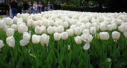 white_tulips.jpg
