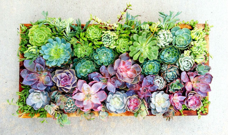 succulent-art-wall.jpg