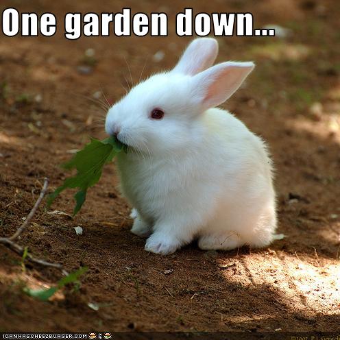 bunny_eats_garden.jpg