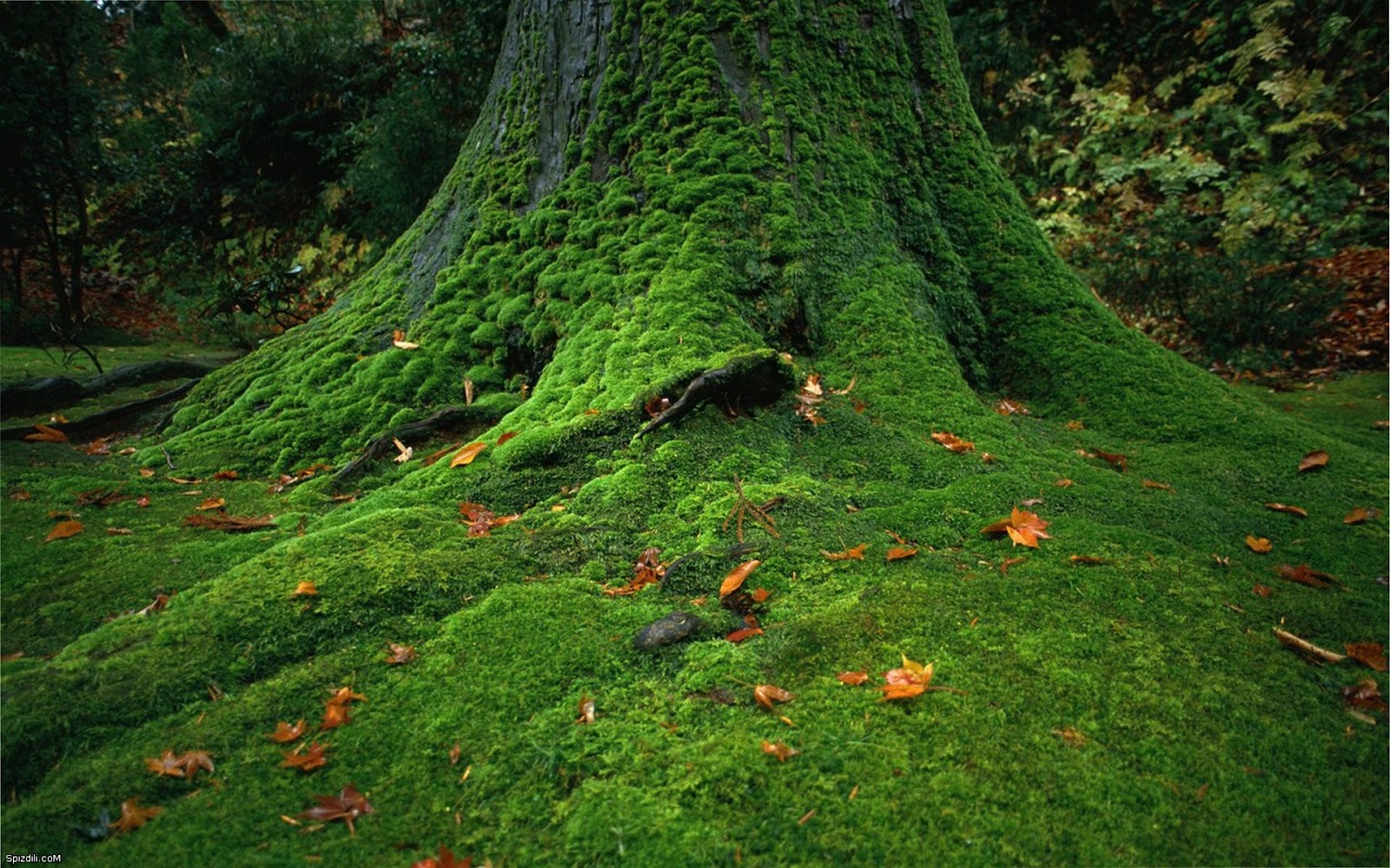 Moss_Covered_Tree.jpg