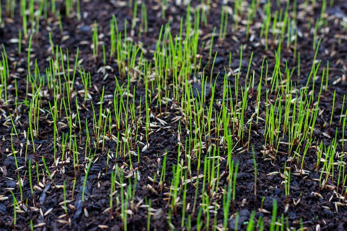 growing-grass-seed-180903.jpg