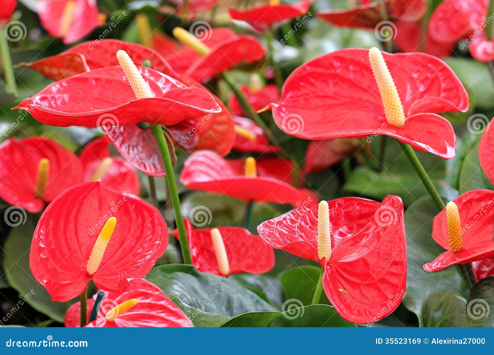 colorful-red-anthurium-close-up-flower-closeup-floral-background-as-wallpapers-35523169.jpg