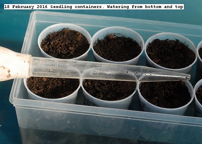 dsc_860018%20february%202016%20seedling%20containers_std.jpg