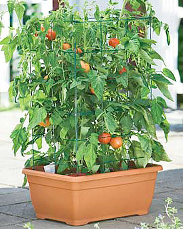 growing-container-tomatoes.jpg