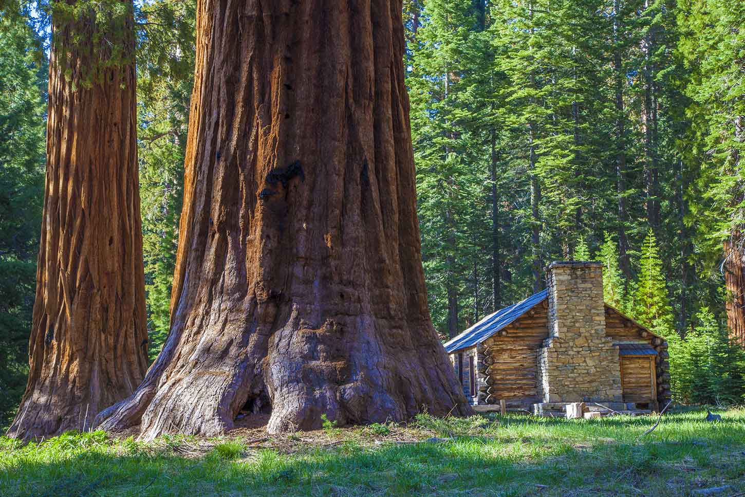 Sequoias3.jpg