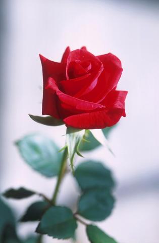 Rose-NationalflowerUSA.jpg