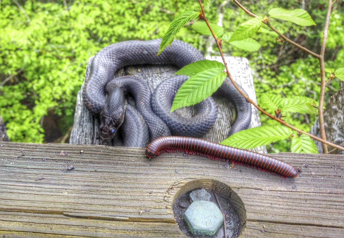snake-and-millipede-on-trestle1.jpg