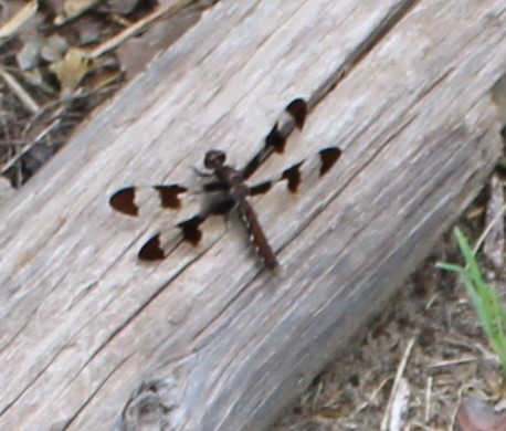 12 spot dragonfly 8 10 2.JPG