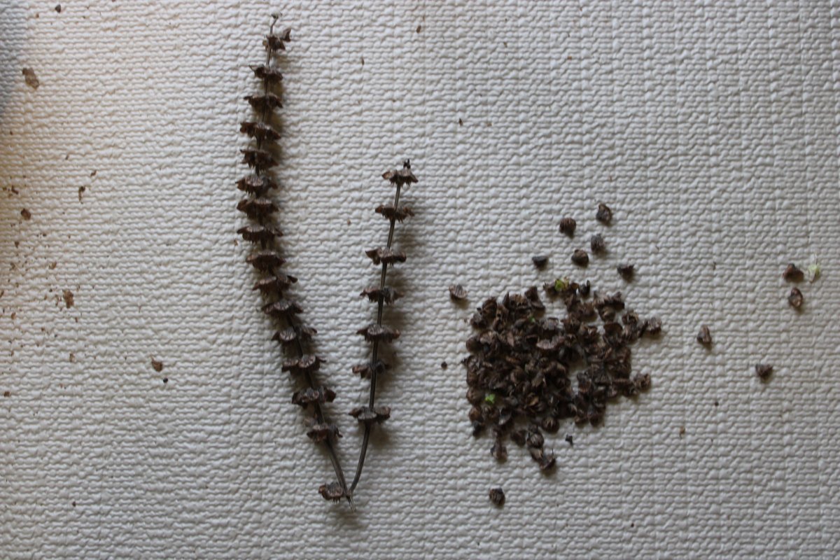 basil seeed husks.JPG
