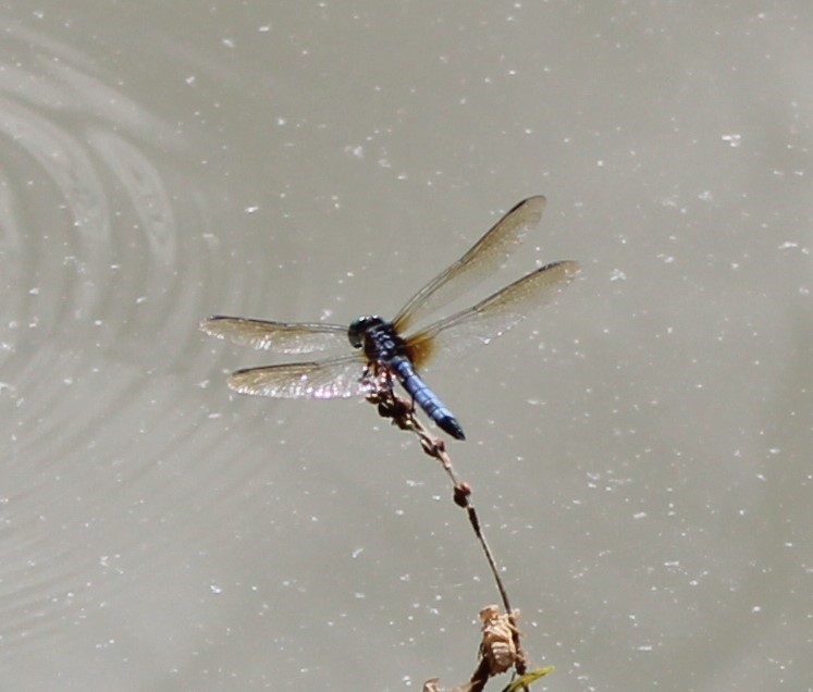 Blue Dasher (Pachydiplax longipennis).JPG