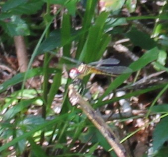 Eastern Forktail (Ischnura verticalis).JPG