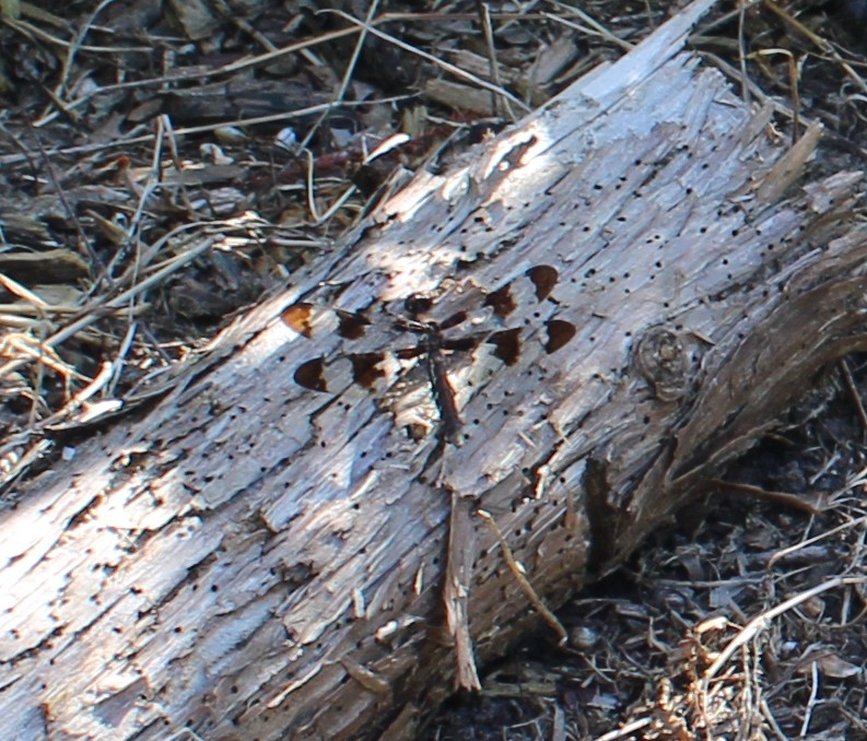 eight spot dragonfly 7 27.JPG