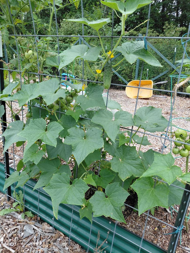 Gardencucumber.jpg