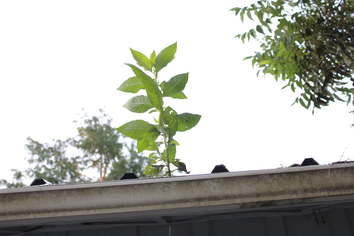 gutter plant.JPG