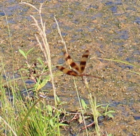 halloween dragonfly 2.JPG