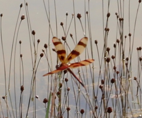 Halloween Pennant (Celithemis eponina).JPG