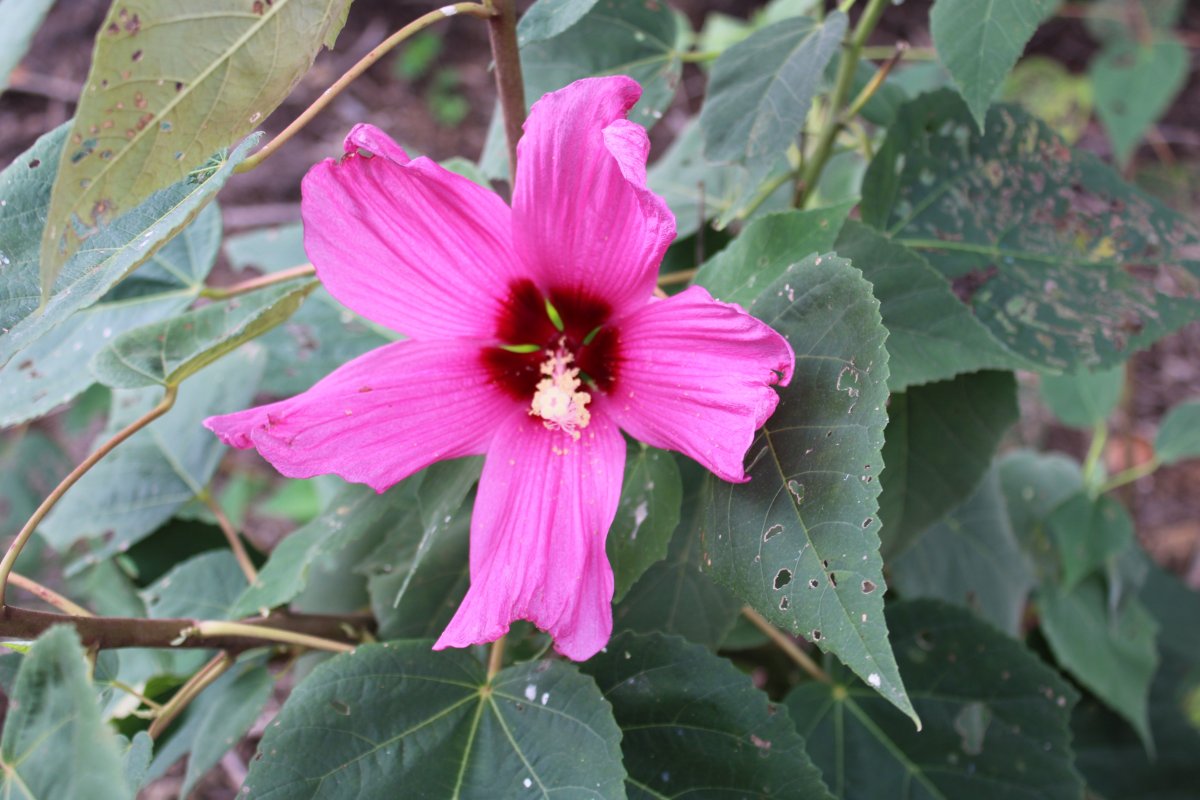 hibiscus 8 1.JPG