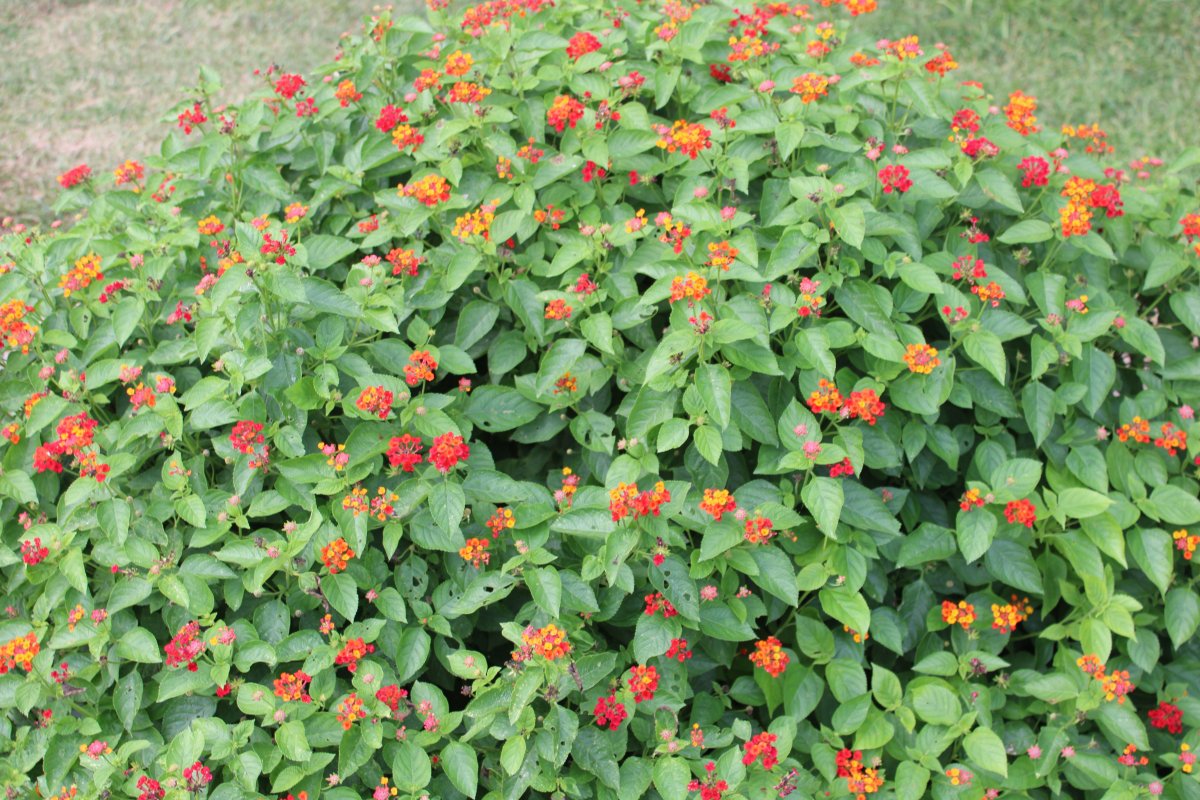 lantana 2.JPG