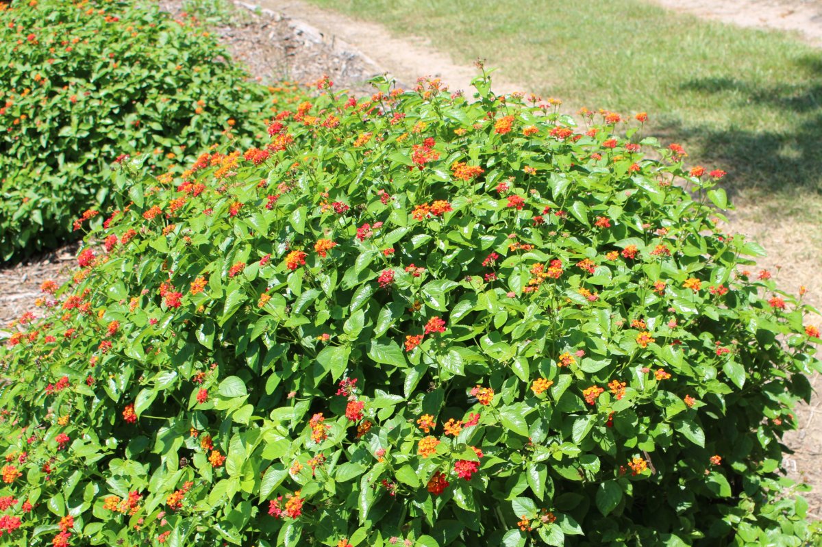 lantana 8 2.JPG