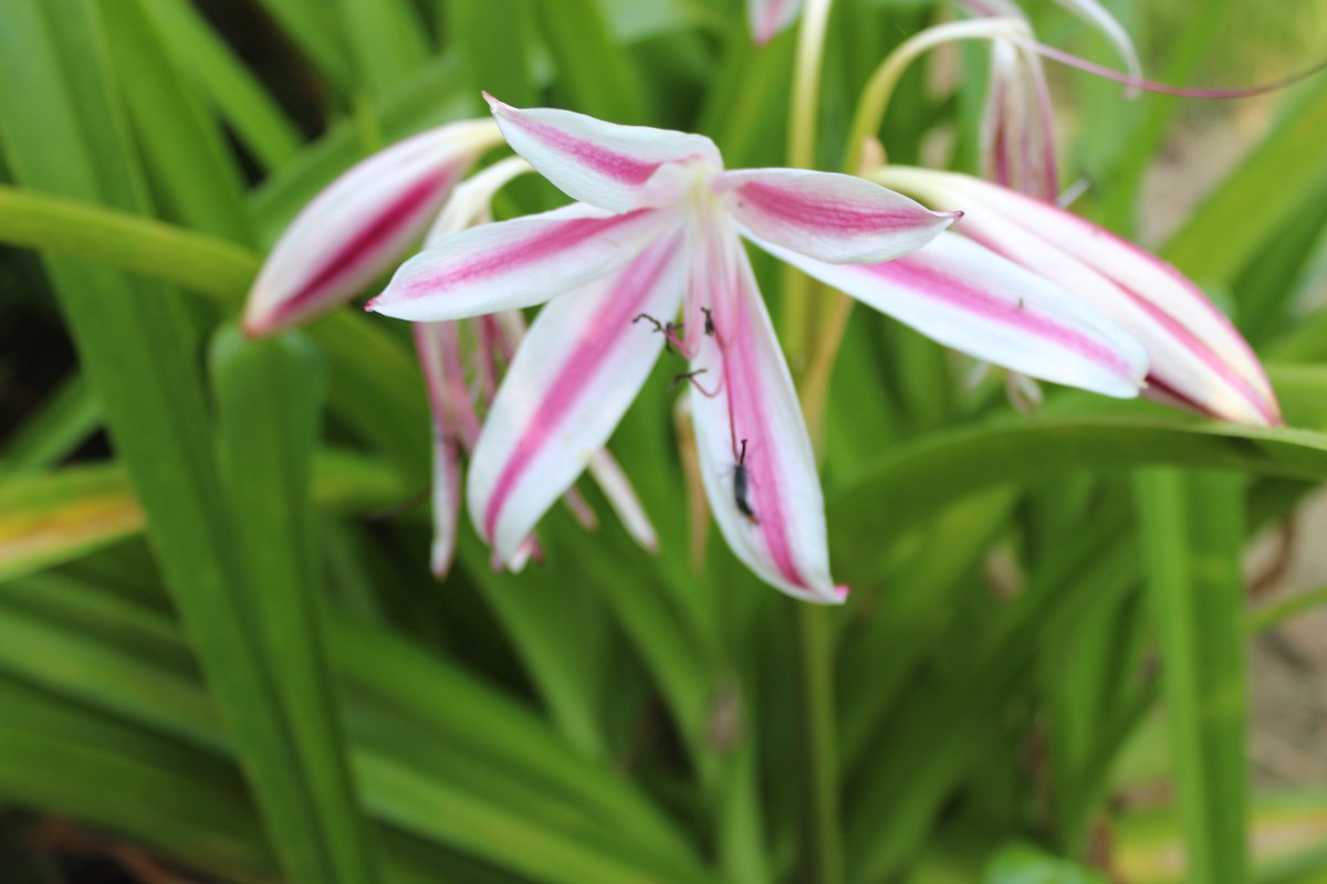 lilies still blooming.JPG