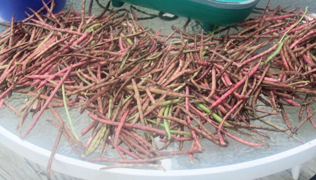 peas drying.JPG