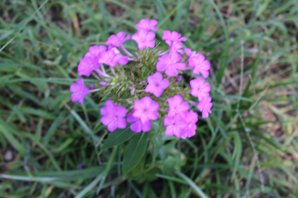 phlox.JPG