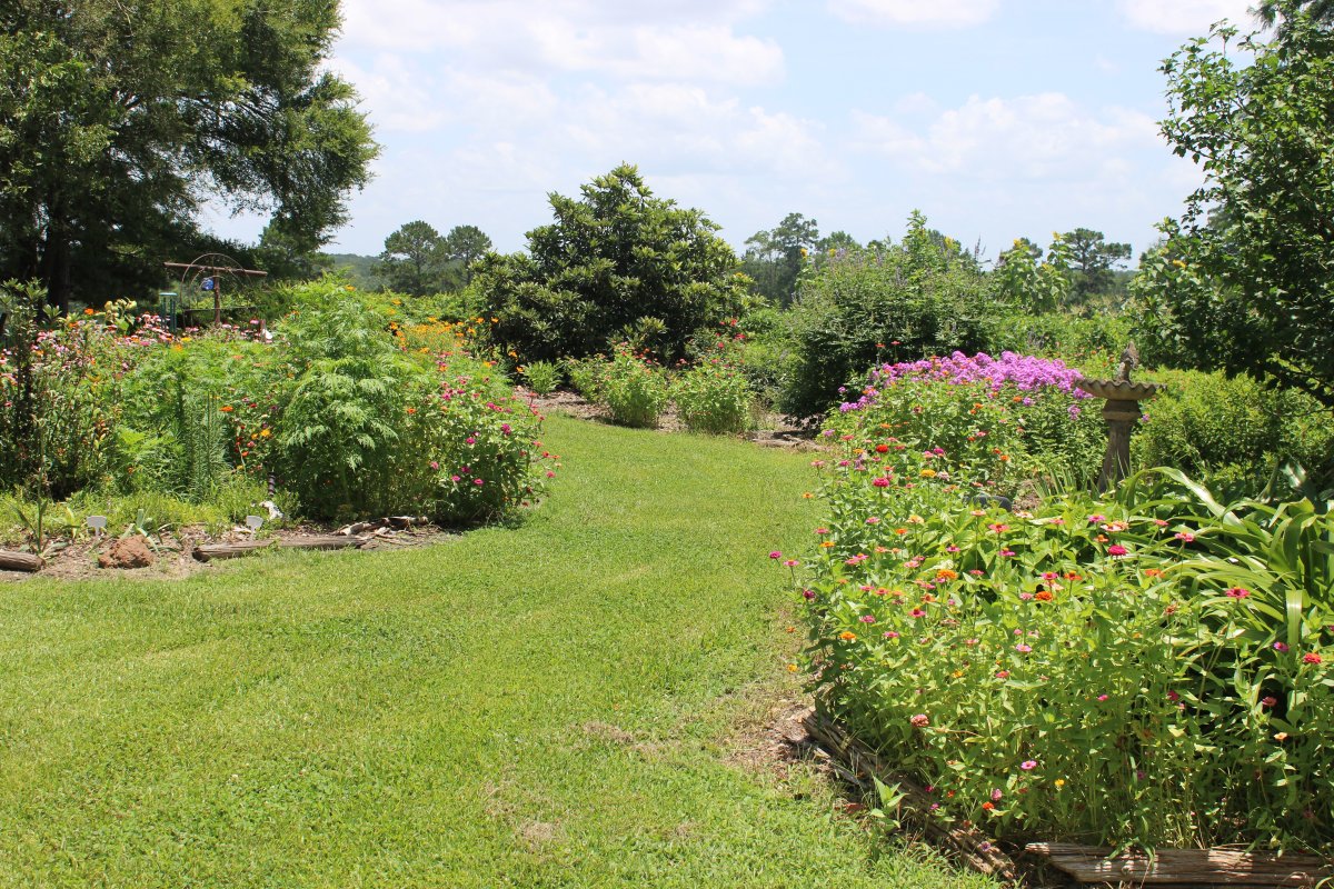 pollinator attractor garden 4.JPG