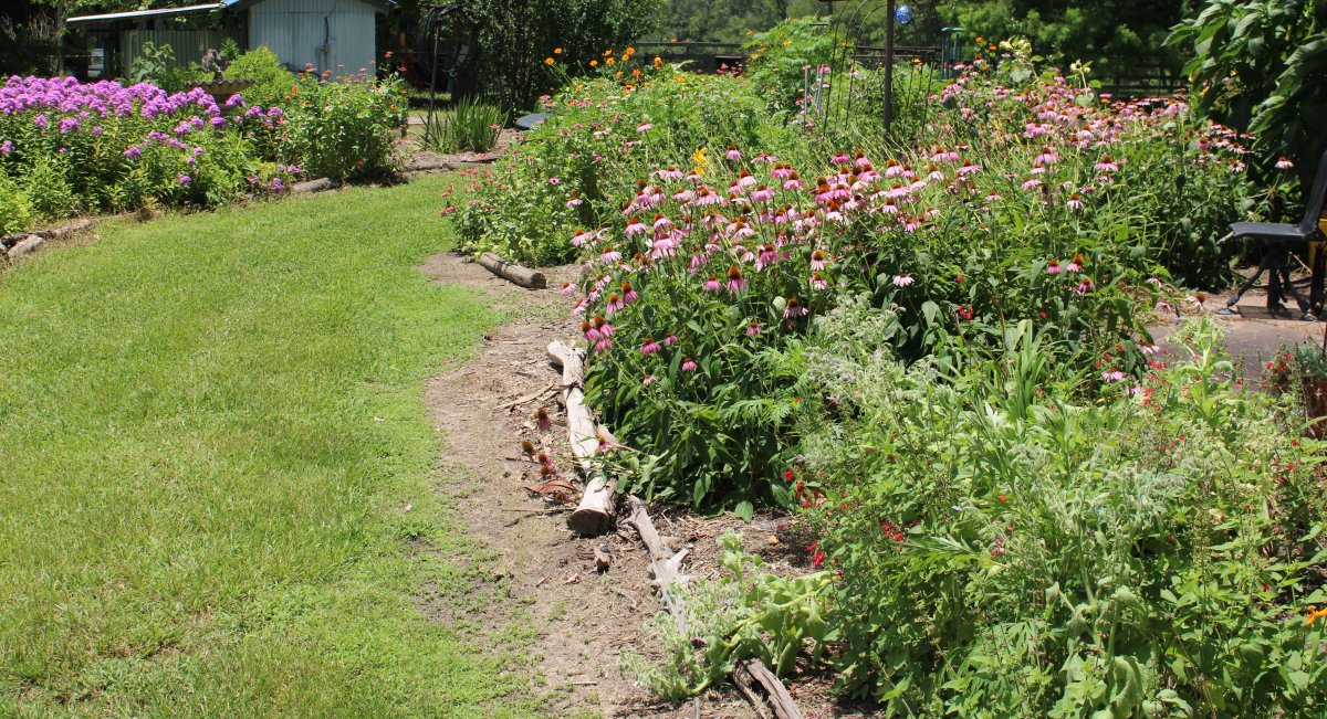 pollinator attractor garden.JPG