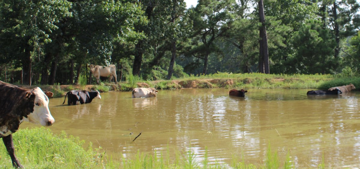 ponds and cows 2 7 25.JPG