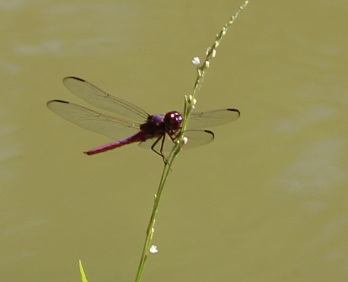 Roseate Skimmer (Orthemis ferruginea).JPG
