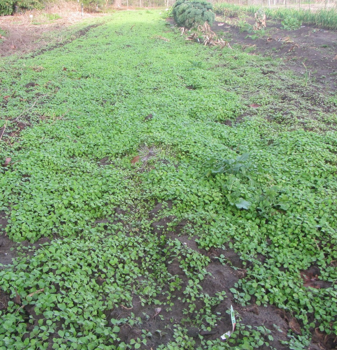turnip micro greens.JPG