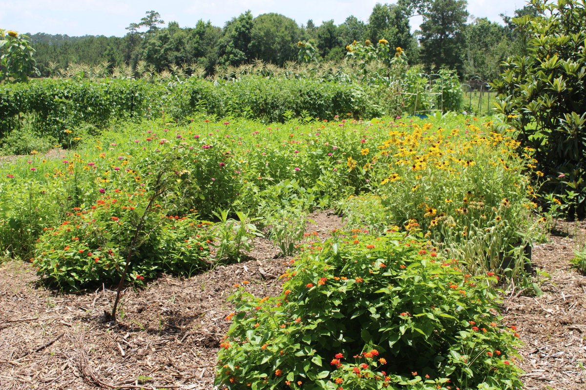 veggie garden.JPG