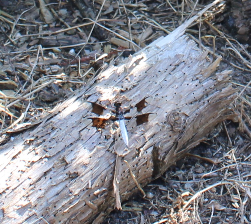 whitetail 2 7 27.JPG