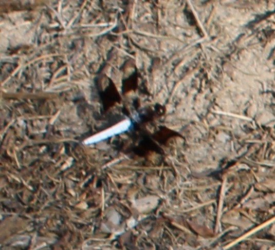 whitetail 7 29 2.JPG
