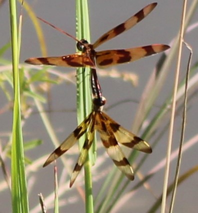 Widow Skimmers (Libellula luctuosa).JPG