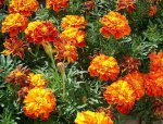 796px-Tagetes.jpg