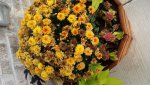 flowers.jpg