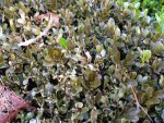 buxus 2.JPG buxus 2.JPG