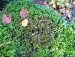 buxus 3.JPG buxus 3.JPG