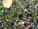 buxus 4.JPG buxus 4.JPG