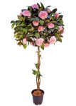 4028 Camellia topiary tree.jpg