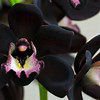 Black Orchid.jpg