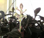 Jewel orchid 2015 001.JPG Jewel orchid 2015 001.JPG